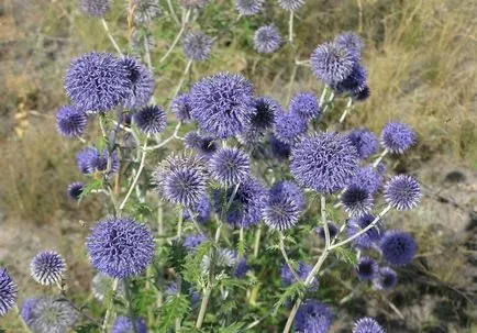 Echinops fotografie și cultivarea speciilor și de îngrijire de flori