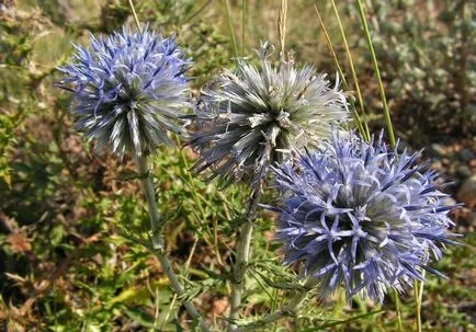 Echinops fotografie și cultivarea speciilor și de îngrijire de flori