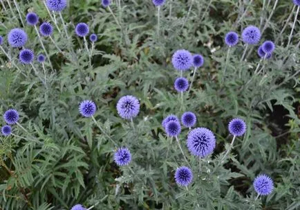 Echinops fotó és fajok termesztése és virág gondozás