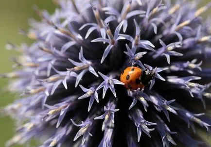 Echinops снимка и отглеждане на видовете и цвете грижи