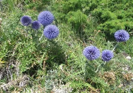 Echinops fotó és fajok termesztése és virág gondozás