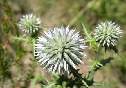 Echinops fotó és fajok termesztése és virág gondozás