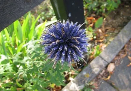 Echinops fotografie și cultivarea speciilor și de îngrijire de flori