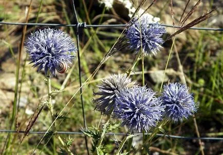 Echinops fotografie și cultivarea speciilor și de îngrijire de flori