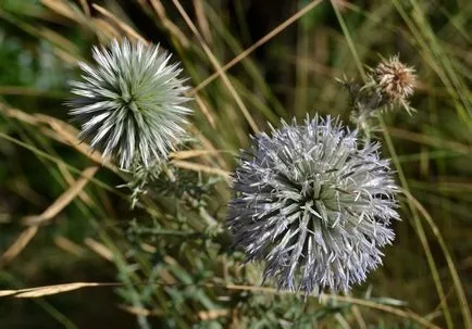 Echinops fotografie și cultivarea speciilor și de îngrijire de flori