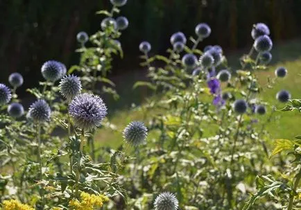 Echinops снимка и отглеждане на видовете и цвете грижи