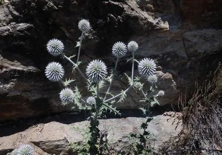 Echinops fotó és fajok termesztése és virág gondozás