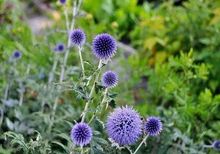 Echinops fotografie și cultivarea speciilor și de îngrijire de flori