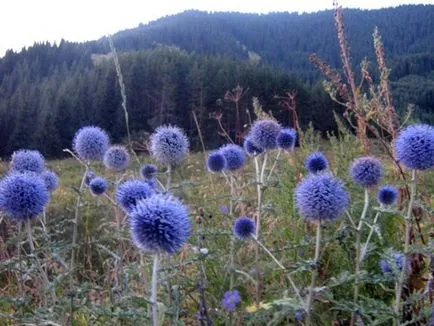 soiuri Echinops populare, cultivare, ingrijire, inmultire