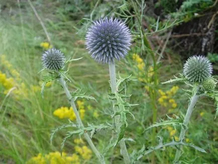 soiuri Echinops populare, cultivare, ingrijire, inmultire