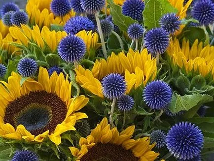 soiuri Echinops populare, cultivare, ingrijire, inmultire