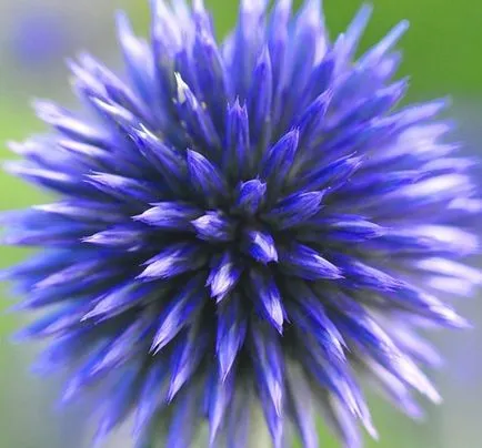 soiuri Echinops populare, cultivare, ingrijire, inmultire