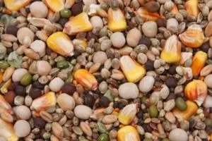 Купити або приготувати корм для курчат бройлерів своїми руками (годування курчат бройлерів) Купити або приготувати корм для курчат бройлерів своїми руками