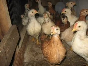 Купити або приготувати корм для курчат бройлерів своїми руками (годування курчат бройлерів) Купити або приготувати корм для курчат бройлерів своїми руками