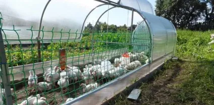 Курник в теплиці з полікарбонату взимку переваги, правила експлуатації, утеплення, фото, відео (взимку) Курник в теплиці з полікарбонату взимку переваги, правила експлуатації, утеплення, фото, відео