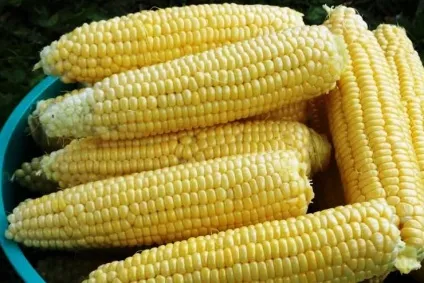 Кукурудза посадка і догляд