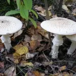 Amanita muscaria leírás, tulajdonságok és alkalmazási