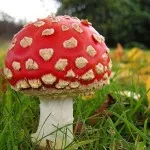 Amanita muscaria leírás, tulajdonságok és alkalmazási