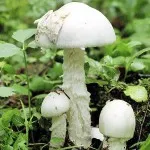 Amanita descriere muscaria, proprietăți și aplicații