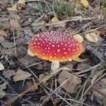 Amanita descriere muscaria, proprietăți și aplicații