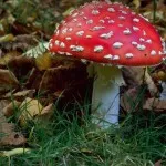 Amanita muscaria leírás, tulajdonságok és alkalmazási