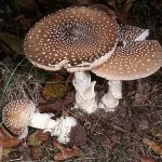 Amanita descriere muscaria, proprietăți și aplicații