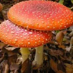 Amanita muscaria leírás, tulajdonságok és alkalmazási