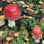 Amanita descriere muscaria, proprietăți și aplicații