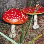 Amanita muscaria leírás, tulajdonságok és alkalmazási