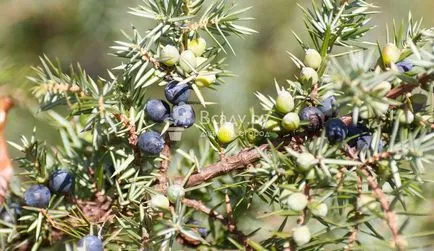 Juniper ültetés és gondozás a nyílt terepen