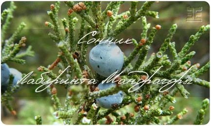 Juniperus - Juniperus communis L