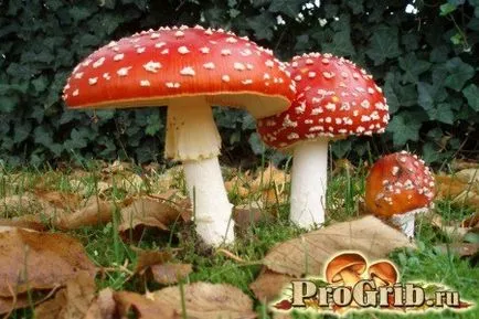 Amanita descriere muscaria, proprietăți și aplicații