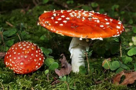 Amanita muscaria - gyönyörű, de halálos gomba