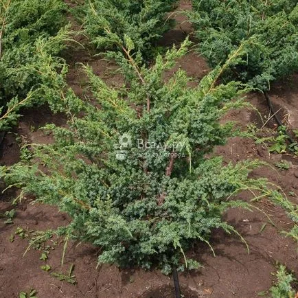 Juniper ültetés és gondozás a nyílt terepen