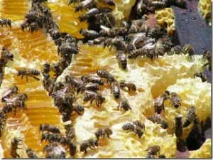 Az infúzió méh Podmore