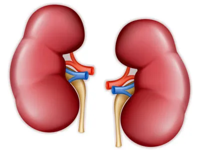 Nephroptosis наляво и че тя е резултат от бъбречни заболявания