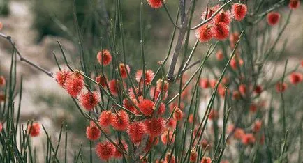 Szokatlan növény Calligonum sivatagi