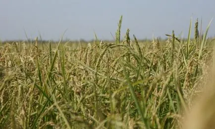 Societatea noastră și biodiversitatea