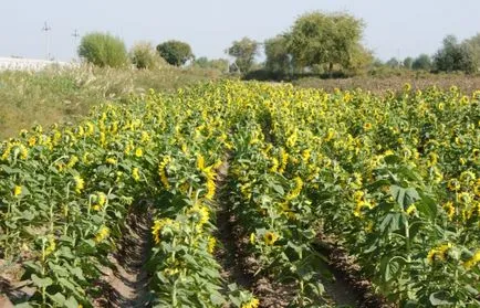 Societatea noastră și biodiversitatea