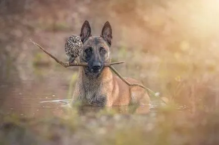 Egy szokatlan barátság Shepherd Ingo és baglyok Poldi (14 fotó)