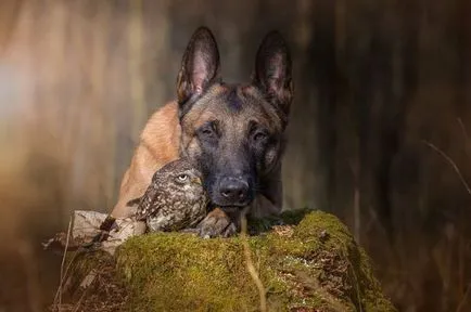 Egy szokatlan barátság Shepherd Ingo és baglyok Poldi (14 fotó)