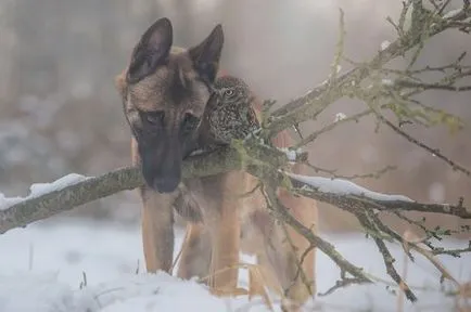 Egy szokatlan barátság Shepherd Ingo és baglyok Poldi (14 fotó)