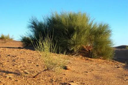 Szokatlan növény Calligonum sivatagi