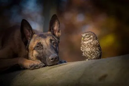 Egy szokatlan barátság Shepherd Ingo és baglyok Poldi (14 fotó)