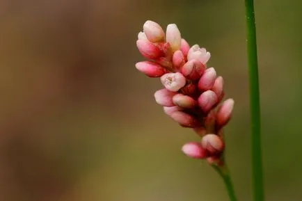 Rețete tradiționale persicaria maculosa