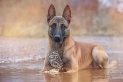 Egy szokatlan barátság Shepherd Ingo és baglyok Poldi (14 fotó)