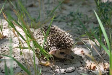 Societatea noastră și biodiversitatea