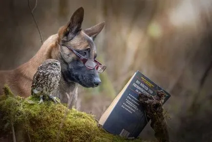 Egy szokatlan barátság Shepherd Ingo és baglyok Poldi (14 fotó)