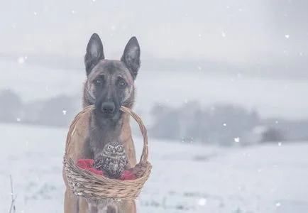 Egy szokatlan barátság Shepherd Ingo és baglyok Poldi (14 fotó)