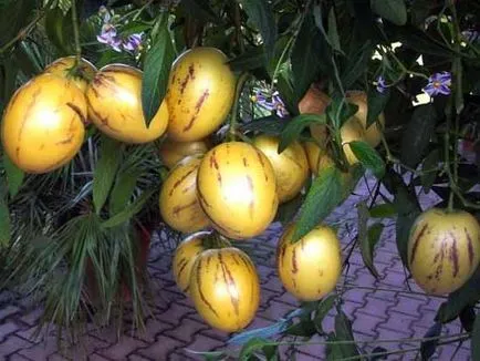 legume neobișnuite în grădină, cabana de vară